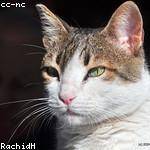 Alejandrin Gulgowski Profile Picture