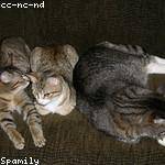 Syble Hayes Profile Picture