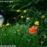 Cordelia Johnston Profile Picture