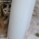 Domenico Cole Profile Picture