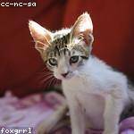 Emerson Bashirian Profile Picture