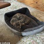 Elfrieda Zemlak Profile Picture