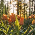 Alexandrea Kuhic Profile Picture