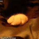 Trycia Lebsack Profile Picture