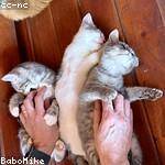 General Beatty Profile Picture