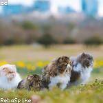 Shanel Blanda Profile Picture