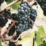 Valentina Braun Profile Picture