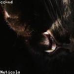 Nettie Powlowski Profile Picture