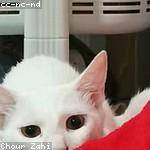 Coralie Hyatt Profile Picture