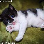 Constantin Kerluke Profile Picture