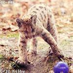 Sherwood Borer Profile Picture