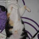 Mollie Harvey Profile Picture