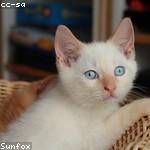 Nelle McCullough Profile Picture