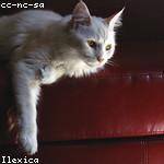 Tess Bartoletti Profile Picture