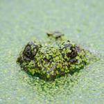 Lilly Kuhic Profile Picture