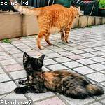 Alexandrine Tromp Profile Picture