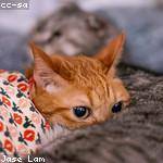 Cecile Shields Profile Picture