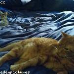 Burnice Little Profile Picture