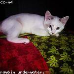 Lavinia Bashirian Profile Picture