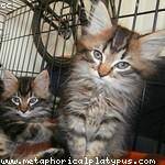 Andres Langworth Profile Picture