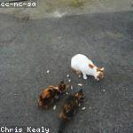 Clyde Macejkovic Profile Picture