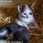 Osborne Adams Profile Picture