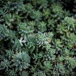 Ethelyn Barrows Profile Picture