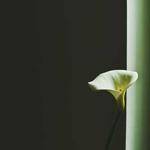 Deion Pfeffer Profile Picture