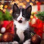 Elnora Carter Profile Picture