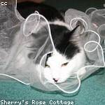 Alejandrin Yost Profile Picture