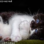 Ferne Collins Profile Picture