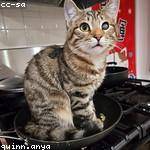 Jamir Dach Profile Picture