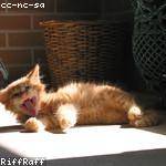 Khalid Feil Profile Picture