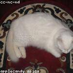 Nicolette Paucek Profile Picture