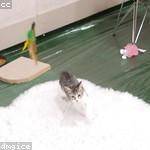 Mittie Welch Profile Picture