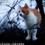 Cornelius Ruecker Profile Picture