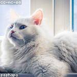 Kavon Cruickshank Profile Picture