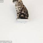 Serenity Becker Profile Picture