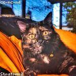 Catharine Pollich Profile Picture