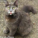 Carmel Jones Profile Picture