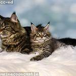 Keith Collier Profile Picture