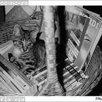 Dale Hand Profile Picture