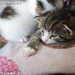 Charles Wilderman Profile Picture