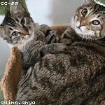 Rosina Schiller Profile Picture