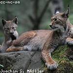 Gerard Schinner Profile Picture