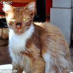 Citlalli Kerluke Profile Picture