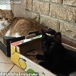 Wyatt Stamm Profile Picture