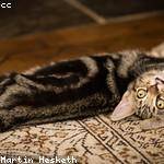 Isabell Schultz Profile Picture