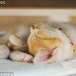 Lillian Gutmann Profile Picture