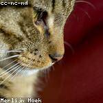 Rowland Gutmann Profile Picture